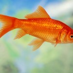 130952-847x567r1-Ordinary-goldfish