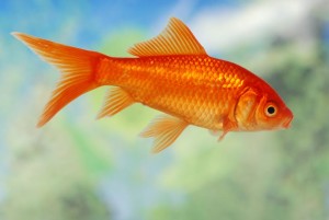 130952-847x567r1-Ordinary-goldfish