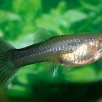 samicka